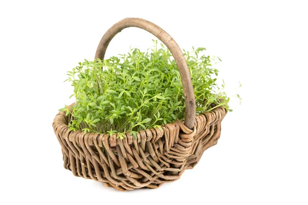 Watercress — Stock Photo, Image