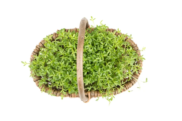 Watercress — Stock Photo, Image