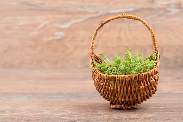 Källfräne — Stockfoto