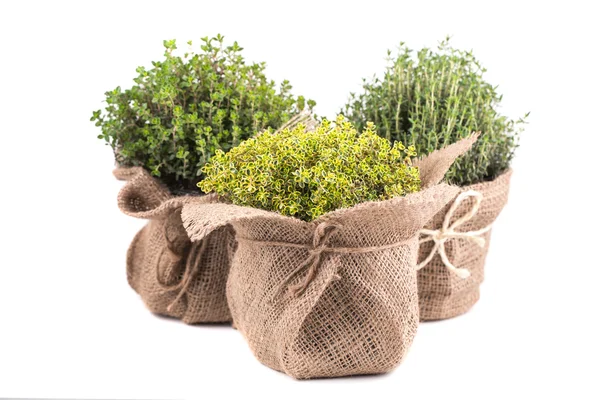 Fresh herbs — Stock Photo, Image