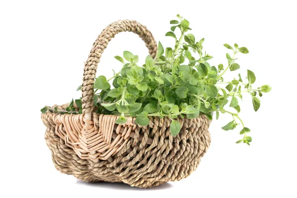 Fresh herbs — Stock Photo, Image