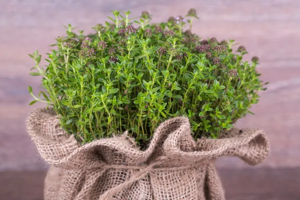 Fresh herbs — Stock Photo, Image