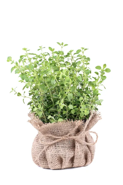 Fresh herbs — Stock Photo, Image