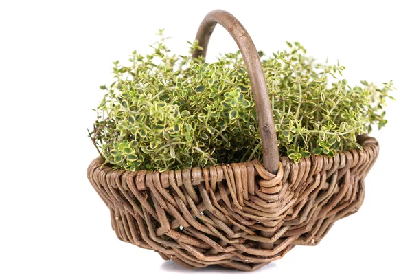 Fresh herbs — Stock Photo, Image