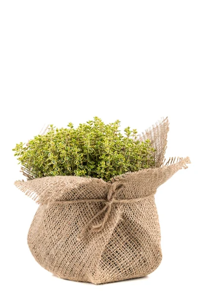 Fresh herbs — Stock Photo, Image