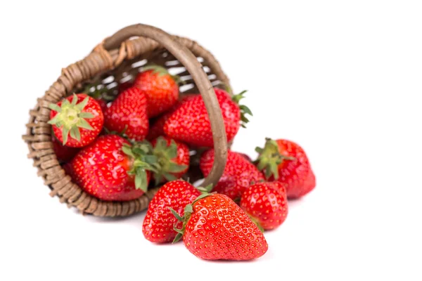 Frische Erdbeeren — Stockfoto