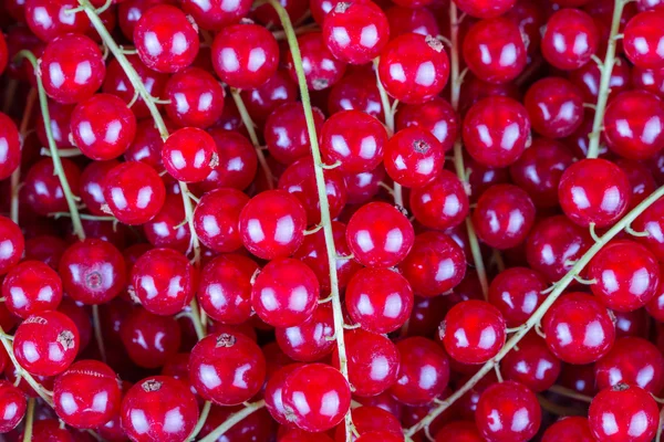 Ribes rosso maturo — Foto Stock