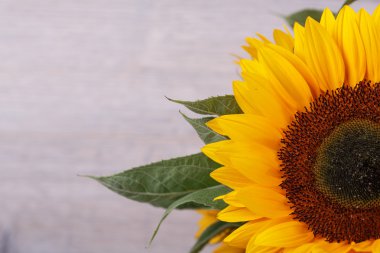 Ay çiçekleri buketi