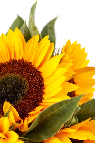 Bouquet di girasoli — Foto Stock