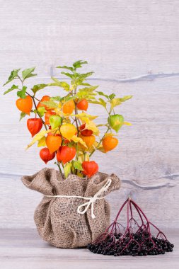 Physalis