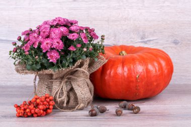 Kabak ile krizantem