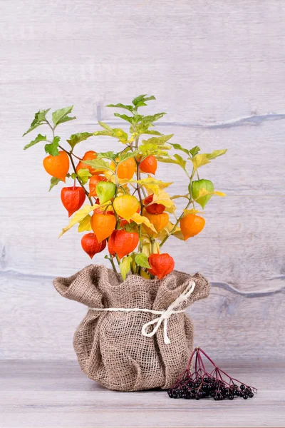 Physalis — Stock Photo, Image