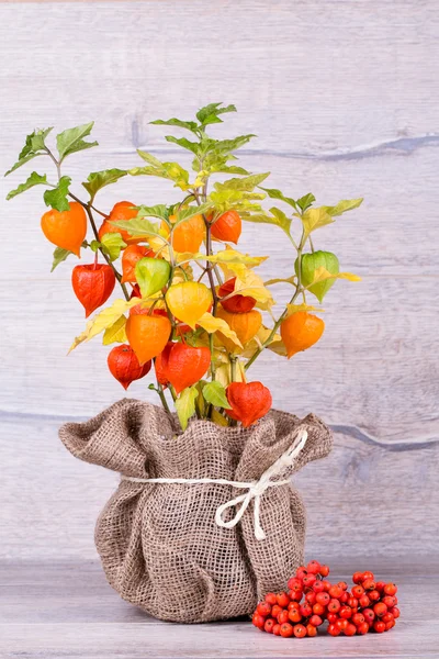 Physalis — Stock Photo, Image