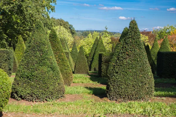 Alberi nella giornata di sole — Foto Stock