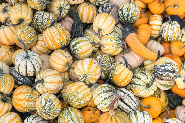 Calabaza — Foto de Stock