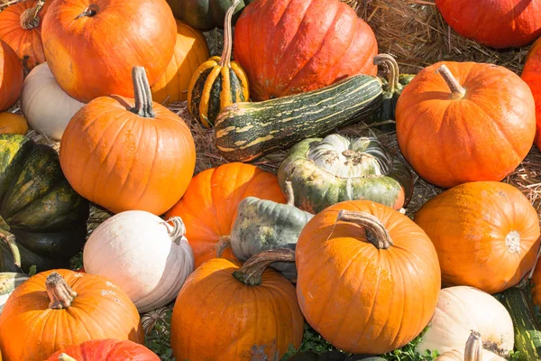 Pumpkin — Stock Photo, Image