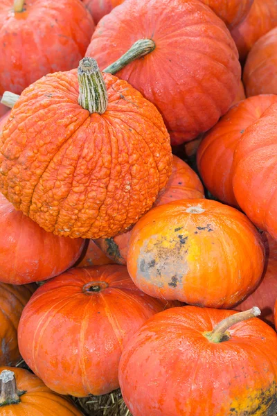 Pumpkin — Stock Photo, Image