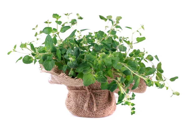 Fresh oregano — Stock Photo, Image