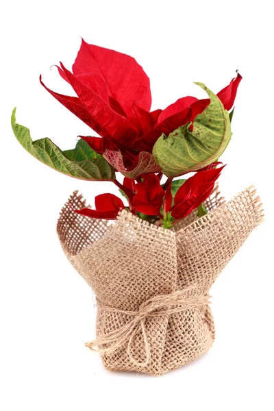 Poinsettia in bag — Stock Photo, Image
