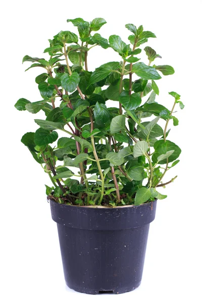 Fresh mint — Stock Photo, Image