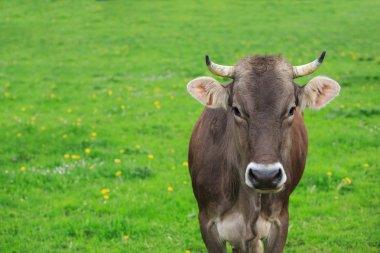 yeşil bir çayırda inek