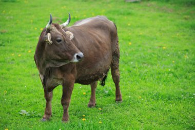 yeşil bir çayırda inek