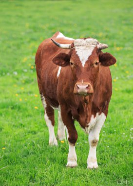 yeşil bir çayırda inek