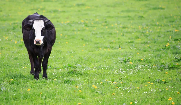 Yeşil bir çayırda inek — Stok fotoğraf