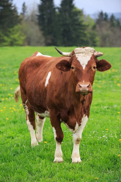Yeşil bir çayırda inek — Stok fotoğraf