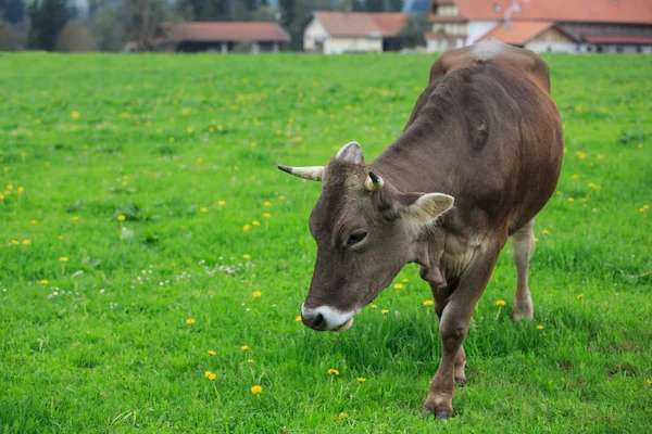 Vache dans une prairie verte — Photo