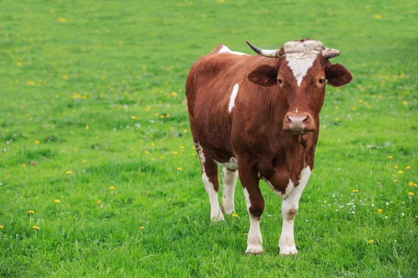 Koe in een groene weide — Stockfoto