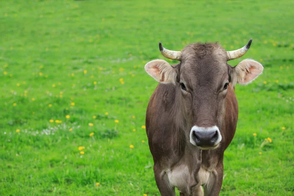 Vache dans une prairie verte — Photo