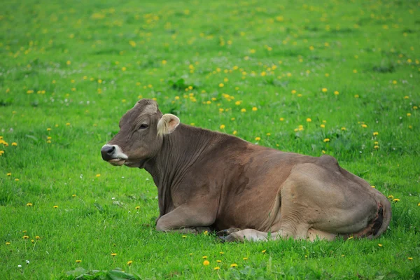 Vaca en un prado verde — Foto de Stock