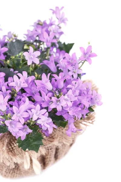 Campanula mor çiçekler