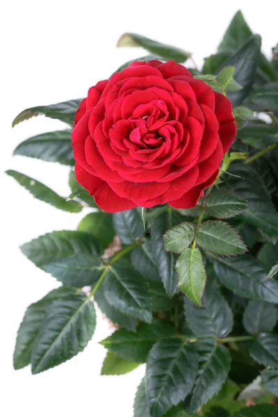Rosa flores rojas — Foto de Stock