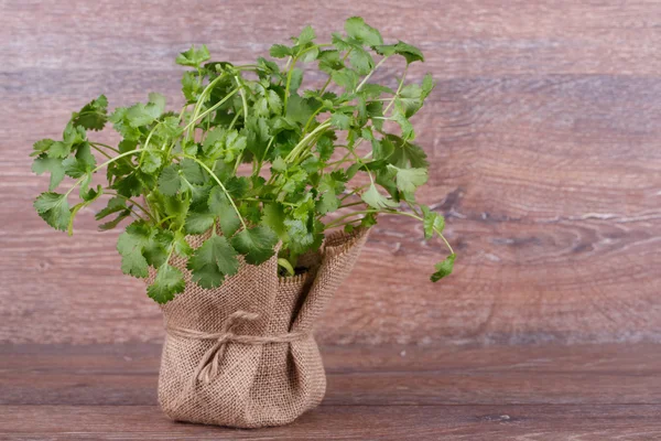 Coriander — Stock Photo, Image