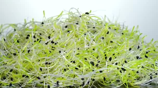 Leek seed sprouts on white background rotating close up. — Stock Video