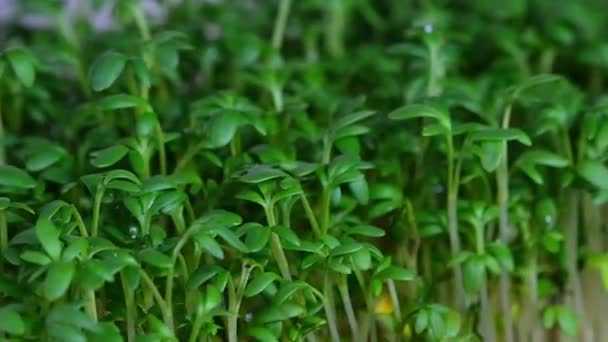 Brotes frescos de berros orgánicos crudos sobre fondo blanco girando de cerca — Vídeos de Stock