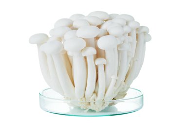 Beyaz arka planda taze beyaz Shimeji mantarı..