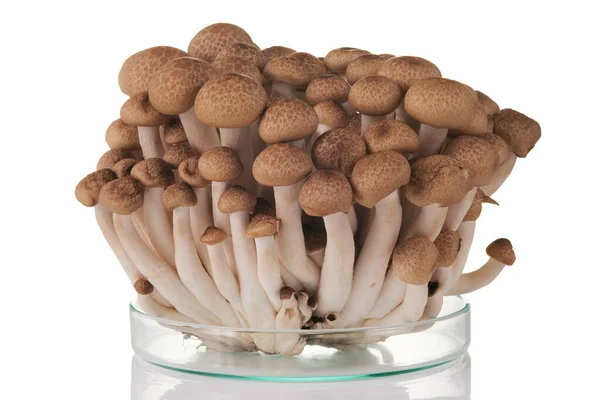 Свежий коричневый гриб Шимеджи на белом фоне. — стоковое фото