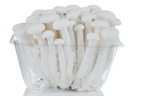 Fresh white Shimeji mushroom on a white background. — Stock Photo, Image