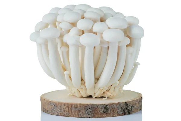 Свежий белый гриб Шимедзи на белом фоне. — стоковое фото