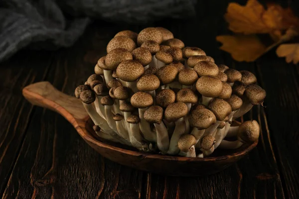 Frischer brauner Shimeji-Pilz auf einem hölzernen Hintergrund. — Stockfoto