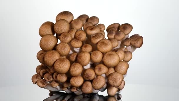 Fraîche brun champignon Shimeji sur fond blanc tournant. — Video
