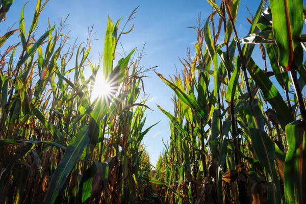 Herbstwelkendes Maisfeld mit Mais auf dem Maiskolben. — Stockfoto