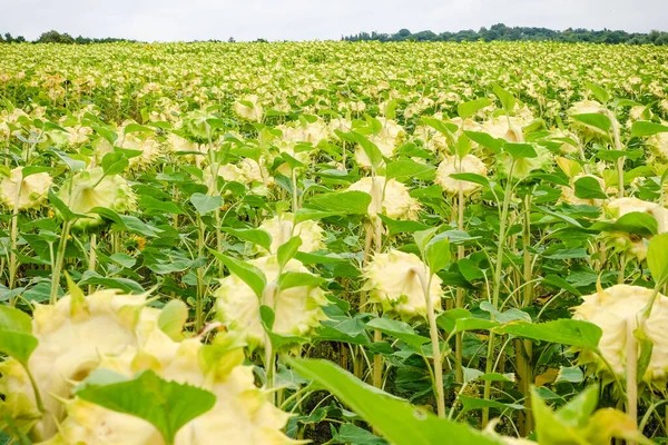 Un campo di girasoli maturi e gialli in una giornata estiva — Foto Stock