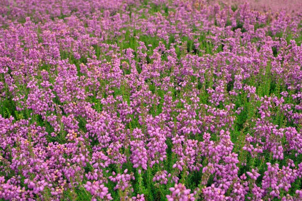 Fresh Heather flowers close up as Background top view — Φωτογραφία Αρχείου
