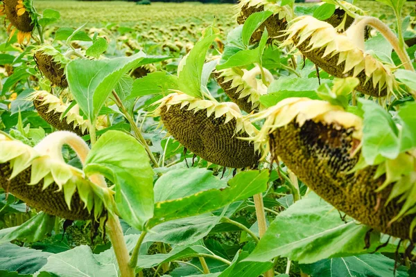 Un campo de girasoles maduros y amarillos en un día de verano — Foto de Stock