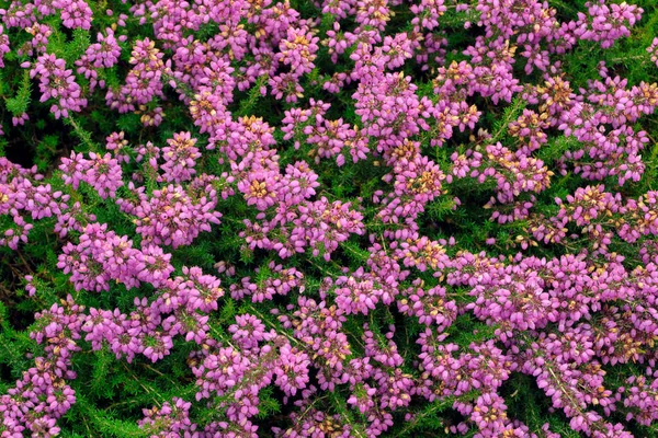 Fresh Heather flowers close up as Background top view — Φωτογραφία Αρχείου