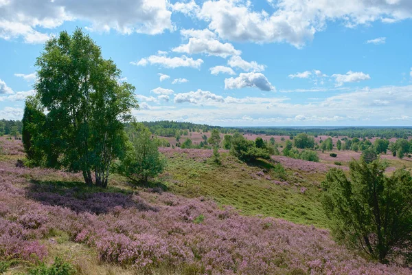 Virágzó pogány virágok egy őszi napon Luneburg Heath Stock Fotó